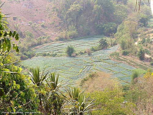 small fields in valley - ban mueang na - thailand, agriculture, ban mueang na, farming, fields, landscape