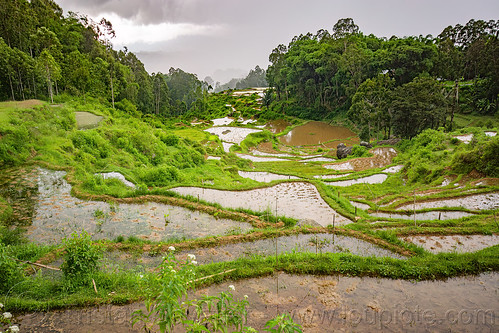 small flooded terraced rice fields, agriculture, flooded paddies, flooded rice field, flooded rice paddy, landscape, rice fields, rice paddies, rice paddy fields, tana toraja, terrace farming, terrace fields, terraced fields