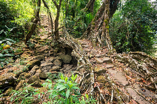 small living root bridge - mawlynnong (india), banyan, east khasi hills, ficus elastica, footbridge, jungle, living bridges, living root bridge, mawlynnong, meghalaya, rain forest, rocks, roots, strangler fig, trail, trees