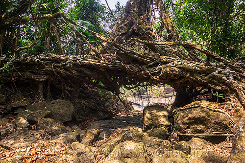 small living root bridge near mawlynnong (india), banyan, east khasi hills, ficus elastica, footbridge, jungle, living bridges, living root bridge, mawlynnong, meghalaya, rain forest, rocks, roots, strangler fig, trees