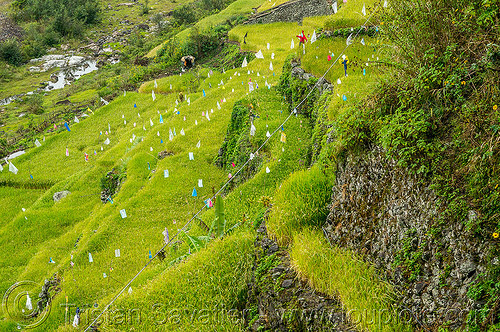 small rice terraces in steep valley (philippines), agriculture, chico valley, cordillera, landscape, rice fields, rice paddies, rice paddy fields, terrace farming, terraced fields