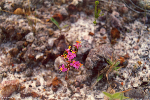 smllflwr - small wild flower (brazil), brazil, plants, wild flower