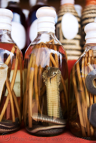 snake wine - cobra snake in lao-lao bottle (rice alcohol) - laos, alcohol, cobra, endangered species, lao-lao, liquor, luang prabang, pak ou caves temples, protected species, rice wine, snake, vodka, whisky village