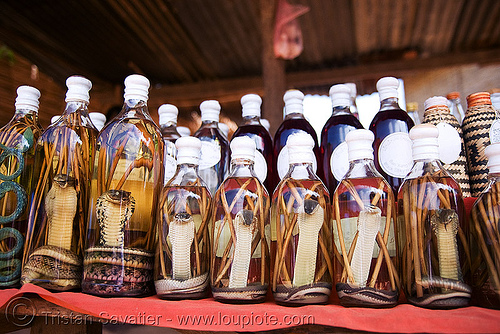 snake wine - cobra snakes in lao-lao bottles (rice alcohol) - laos, alcohol, cobra, endangered species, lao-lao, liquor, luang prabang, pak ou caves temples, protected species, rice wine, snakes, vodka, whisky village