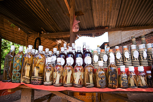 snake wine - snakes in lao-lao bottles (rice alcohol) - laos, alcohol, lao-lao, laos, liquor, luang prabang, pak ou caves temples, rice wine, snakes, vodka, whisky village