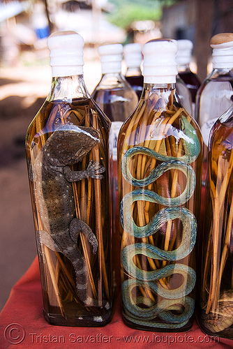 snake wine - tokay gecko and snake in lao-lao bottles (rice alcohol) - laos, ahaetulla nasuta, ahaetulla prasina, alcohol, gekko gecko, green tree snake, lao-lao, liquor, luang prabang, pak ou caves temples, rice wine, tokay gecko, vodka, whisky village, wildlife