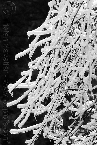 snow on branches, branches, frozen, ice, snow, tree, winter, yosemite national park