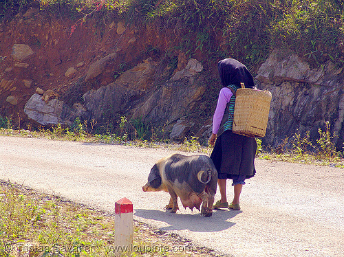 sow - miao tribe woman with her pig on the road - vietnam, asian woman, hill tribes, indigenous, mature woman, miao tribe, mèo vạc, old, pig, sow