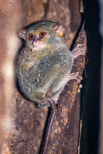 spectral tarsier in tree - tarsius, spectral tarsier, tangkoko national park, tarsiidae, tarsius spectrum, tarsius tarsier, wildlife