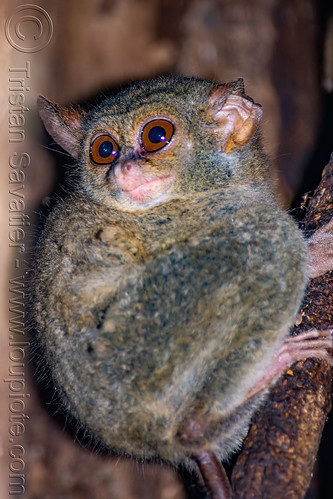 spectral tarsier in tree - tarsius, spectral tarsier, tangkoko national park, tarsiidae, tarsius spectrum, tarsius tarsier, wildlife