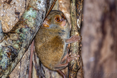 spectral tarsier in tree - tarsius, spectral tarsier, tangkoko national park, tarsiidae, tarsius spectrum, tarsius tarsier, wildlife