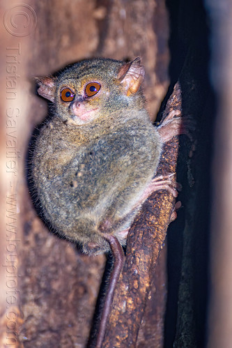 spectral tarsier in tree - tarsius, spectral tarsier, tangkoko national park, tarsiidae, tarsius spectrum, tarsius tarsier, wildlife