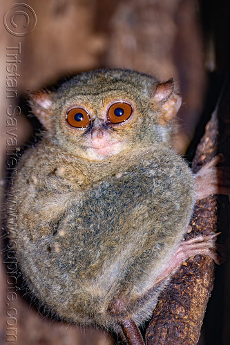 spectral tarsier in tree - tarsius, spectral tarsier, tangkoko national park, tarsiidae, tarsius spectrum, tarsius tarsier, wildlife