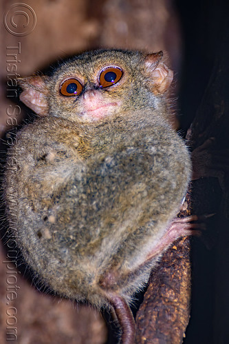 spectral tarsier in tree - tarsius, spectral tarsier, tangkoko national park, tarsiidae, tarsius spectrum, tarsius tarsier, wildlife