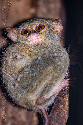 spectral tarsier in tree - tarsius, spectral tarsier, tangkoko national park, tarsiidae, tarsius spectrum, tarsius tarsier, wildlife