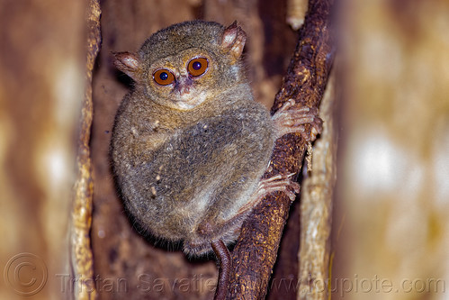 spectral tarsier in tree - tarsius, spectral tarsier, tangkoko national park, tarsiidae, tarsius spectrum, tarsius tarsier, wildlife