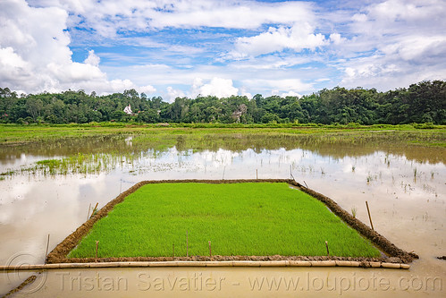 square rice nursery in flooded paddy field, agriculture, flooded paddies, flooded rice field, flooded rice paddy, landscape, rice fields, rice nursery, rice paddies, rice paddy fields, tana toraja, terrace farming, terrace fields, terraced fields