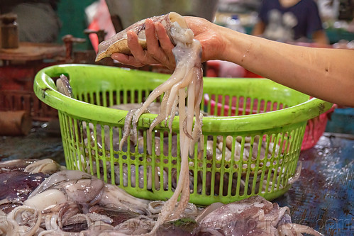 squids sold at fish market, fish market, pasar pabean, seafood, squids, surabaya