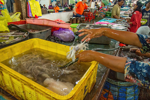 squids sold at fish market, fish market, pasar pabean, seafood, squids, surabaya