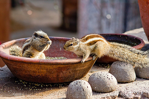 squirrels eating seeds, bird food, bird seeds, clay vessel, eating, lucknow, rodents, squirels, urban wildlife