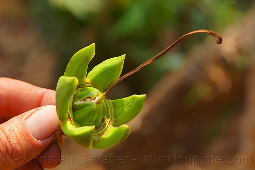 star-shaped tropical wild fruit - duabanga grandiflora (india), duabanga grandiflora, east khasi hills, fruit, hand, jungle, mawlynnong, meghalaya, plants, rain forest, star