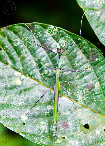 stick insect with red eyes on leaf (borneo), borneo, gunung mulu national park, leaf, malaysia, plants, stick insect, wildlife