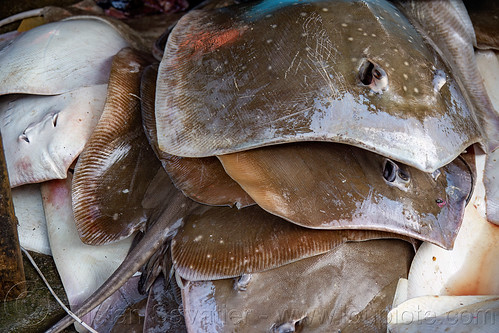 sting rays stacked at fish market, fish market, pasar pabean, ray fish, seafood, sting rays, surabaya