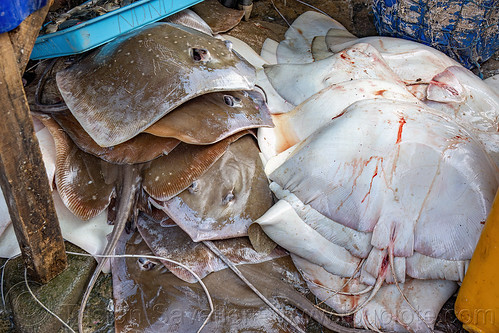 sting rays stacked at fish market, fish market, pasar pabean, ray fish, seafood, sting rays, surabaya