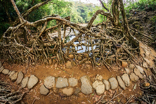 stone paved trail over living root bridge - mawlynnong (india), banyan, east khasi hills, ficus elastica, footbridge, jingmaham, jungle, living bridges, living root bridge, mawlynnong, meghalaya, rain forest, roots, strangler fig, trail, trees, wahthyllong