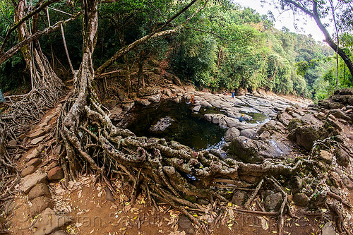 stone trail on living root bridge - mawlynnong (india), banyan, east khasi hills, ficus elastica, footbridge, jingmaham, jungle, living bridges, living root bridge, mawlynnong, meghalaya, rain forest, river bed, rocks, roots, strangler fig, trail, trees, wahthyllong