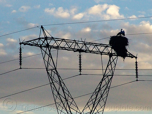 stork nest on transmission tower, backlight, birds, electric line, electricity pylons, electricity transmission towers, high voltage, power line, power transmission lines, pylon, silhouette, stork nest, storks, wild bird, wildlife, wires