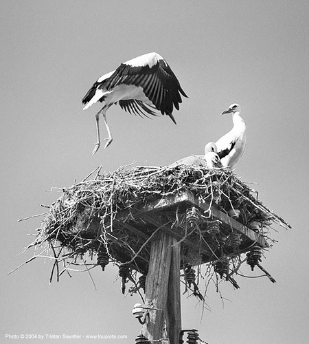 stork nest with with young storks learning to fly, birds, flying, learning to fly, stork nest, storks, wild bird, wildlife, българия
