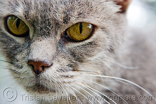 stray cat - recoleta cemetery (buenos aires), argentina, buenos aires, graveyard, gray, grey, recoleta cemetery, stray cat, whiskers