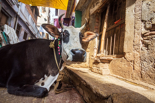 street cow laying (india), laying down, narrow street, resting, street cow, varanasi