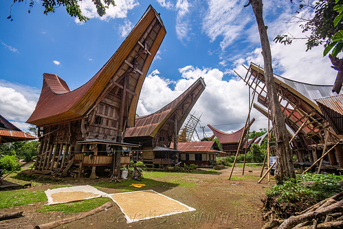 street in toraja village - traditional tongkonan roofs, bamboo scaffolding, construction, tana toraja, tongkonan house, tongkonan roof, village