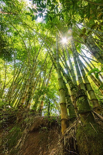 sun through bamboo forest, londa burial cave, tana toraja