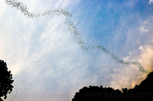 swarm of bats flying out of deer cave, bat colony, borneo, caving, chaerephon plicata, clouds, deer cave, flock, flying, gunung mulu national park, malaysia, natural cave, spelunking, swarm behavior, trees, wildlife, wrinkle lipped bats