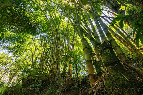 tall bamboo forest in backlight, londa burial cave, tana toraja