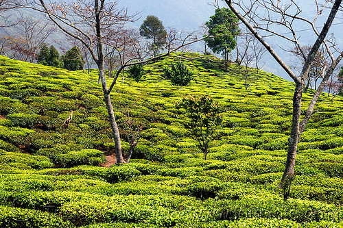 tea plantation on hill near darjeeling (india), agriculture, farming, tea plantation, trees, west bengal