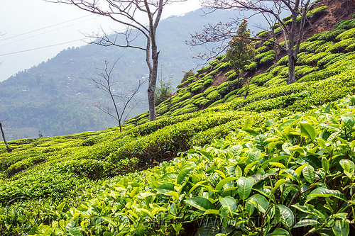 tea plantation on hilly terrain near darjeeling (india), agriculture, farming, hill, india, tea leaves, tea plantation, west bengal