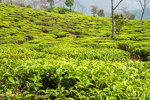tea plantation - tea bushes (india), agriculture, farming, hill, tea leaves, tea plantation, west bengal