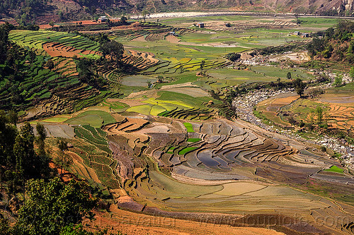 terrace farming - paddy fields (nepal), agriculture, landscape, rice fields, rice paddies, river, terrace farming, terraced fields, valley