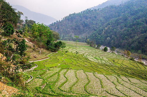 terraced fields in sikkim (india), agriculture, landscape, sikkim, terrace farming, terraced fields, valley