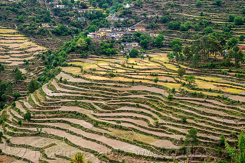 terraced fields in the bhagirathi valley (india), agriculture, bhagirathi valley, hill, houses, landscape, mountains, slope, terrace farming, terraced fields, village