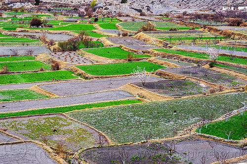 terraced fields in the himalayas (nepal), agriculture, annapurnas, kali gandaki valley, mountains, offerings, terrace farming, terraced fields