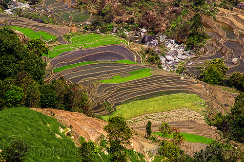 terraced fields - paddy fields (nepal), agriculture, rice paddies, rice paddy fields, terrace farming, terraced fields, valley