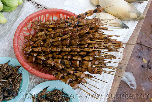 tessaratomidae - roasted insects on a stick (laos), edible bugs, edible insects, entomophagy, food, hemiptera, heteroptera, roasted insects, tessaratomidae, true bugs