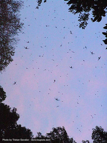 tham lot cave - tham lod - birds and bats - thailand, bats, birds, blue, caving, natural cave, spelunking, swifts, tham lod, tham lot, wildlife
