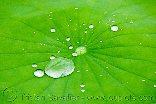 the lotus effect, closeup, dewdrops, droplets, hydrophobic, lotus effect, lotus leaf, nelumbo nucifera, plants, superhydrophobic, superhydrophobicity, tropical, water lily, water repellent