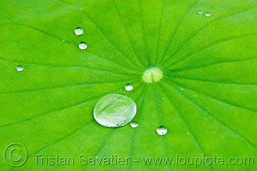 the lotus effect - water droplets on hydrophobe lotus leaf, closeup, dewdrops, droplets, hydrophobic, leaf veins, lotus effect, lotus leaf, nelumbo nucifera, plants, superhydrophobic, superhydrophobicity, tropical, water lily, water repellent